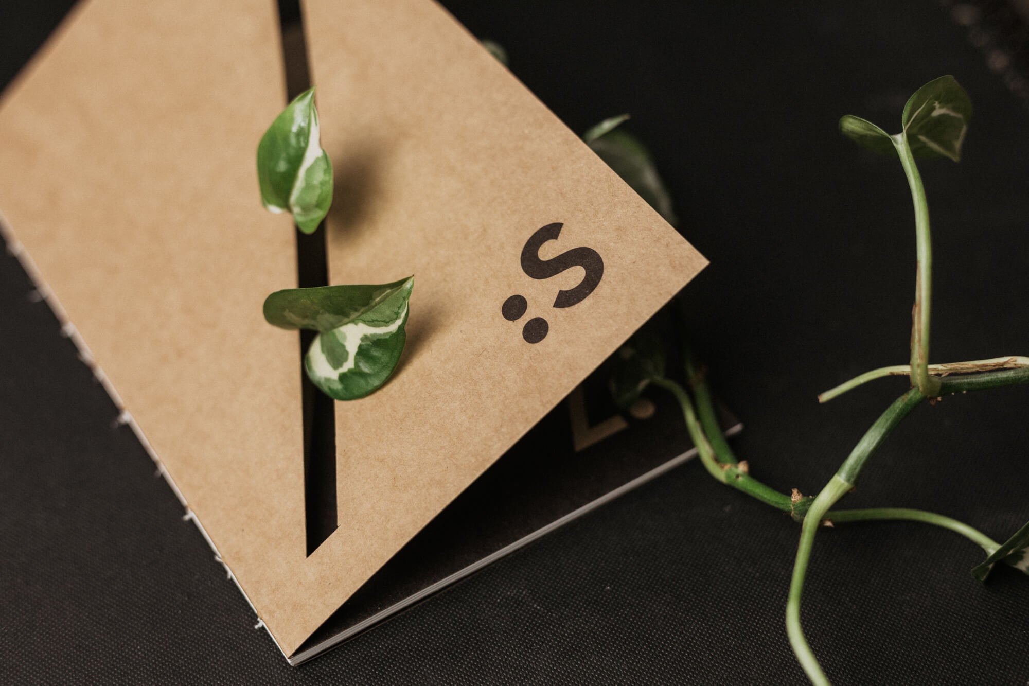 Skečovník - II.akosť