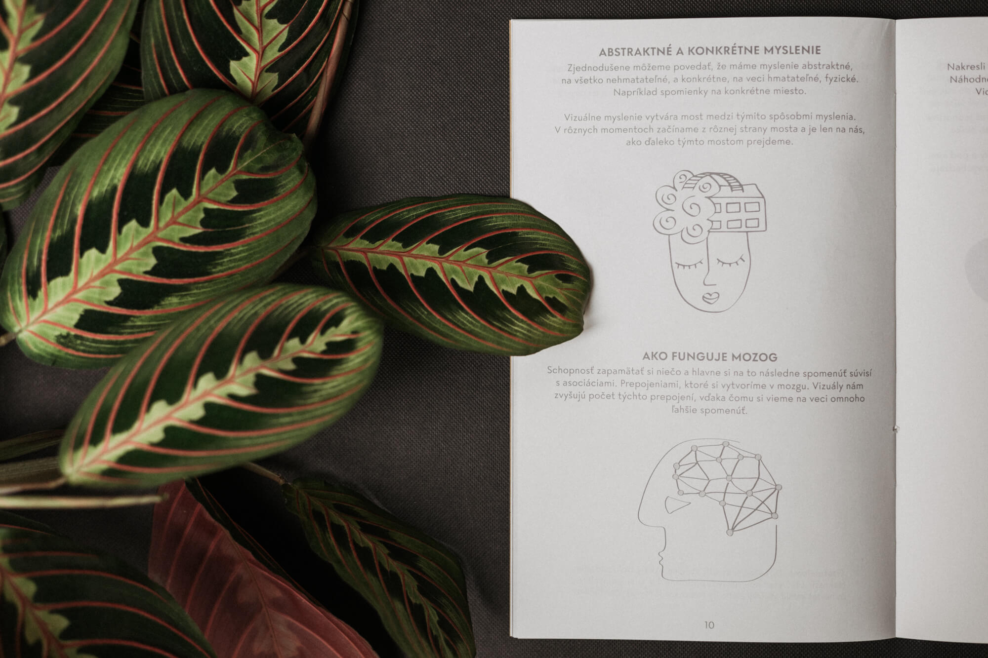 Skečovník - II.akosť